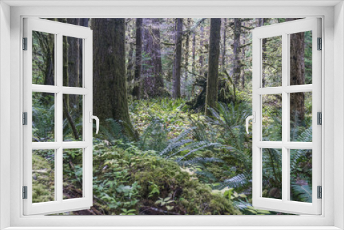 Fototapeta Naklejka Na Ścianę Okno 3D - Olympic National Rainforest