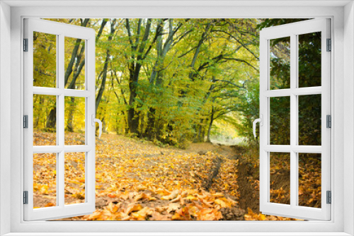 Fototapeta Naklejka Na Ścianę Okno 3D - Autumn Alley inside the Forest