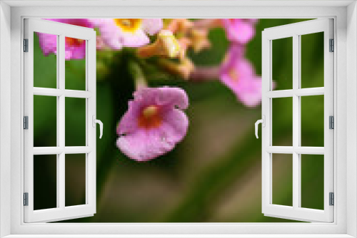 Fototapeta Naklejka Na Ścianę Okno 3D - Colorful Flowers