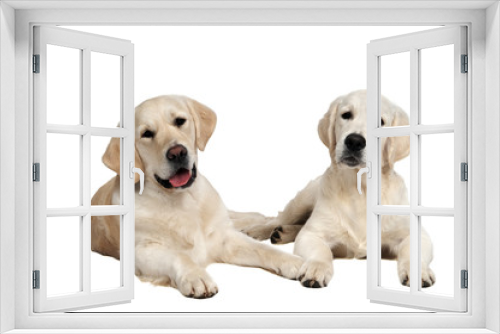 Fototapeta Naklejka Na Ścianę Okno 3D - pair of golden retriever dog