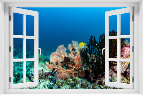 Fototapeta Naklejka Na Ścianę Okno 3D - Underwater coral reef fish shoal world landscape