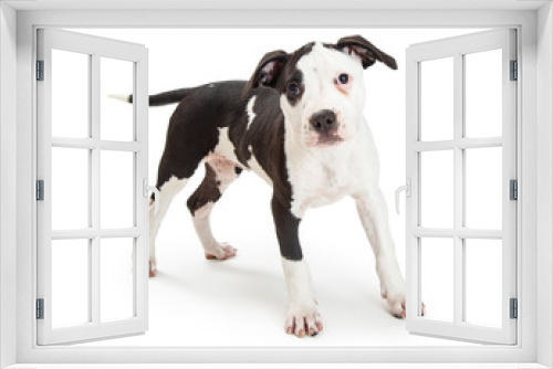 Fototapeta Naklejka Na Ścianę Okno 3D - Cute Pit Bull Terrier Puppy