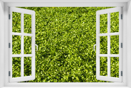 Fototapeta Naklejka Na Ścianę Okno 3D - meadow of green plants