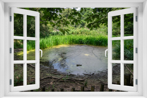 Fototapeta Naklejka Na Ścianę Okno 3D - Small water pond in Banstead woods