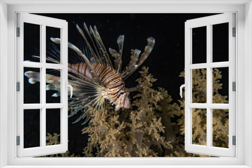 Fototapeta Naklejka Na Ścianę Okno 3D - Lionfish in the Red Sea
