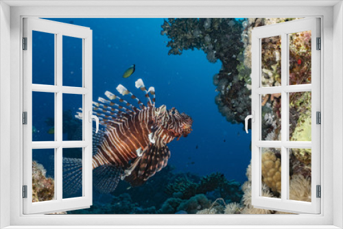 Fototapeta Naklejka Na Ścianę Okno 3D - Lionfish in the Red Sea