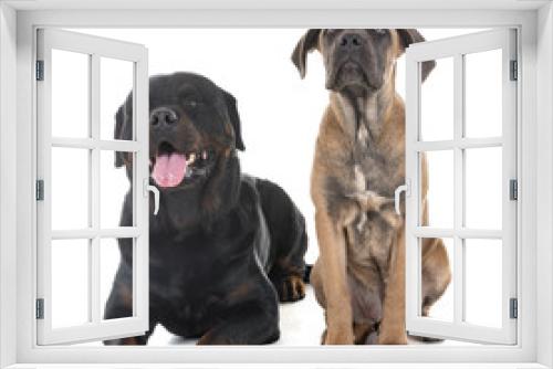 Fototapeta Naklejka Na Ścianę Okno 3D - puppy italian mastiff and rottweiler