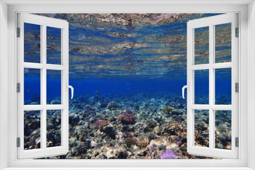 Fototapeta Naklejka Na Ścianę Okno 3D - coral reef in Egypt