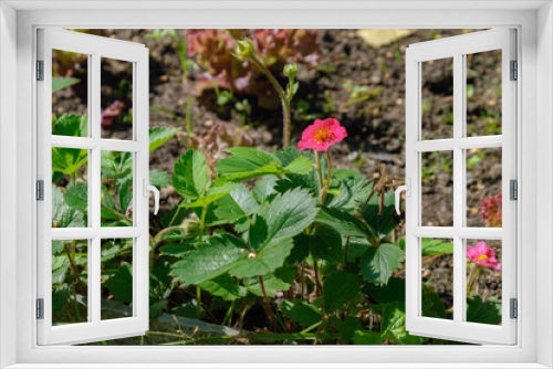 Fototapeta Naklejka Na Ścianę Okno 3D - Pink Strawberry flowers on flowerbed.