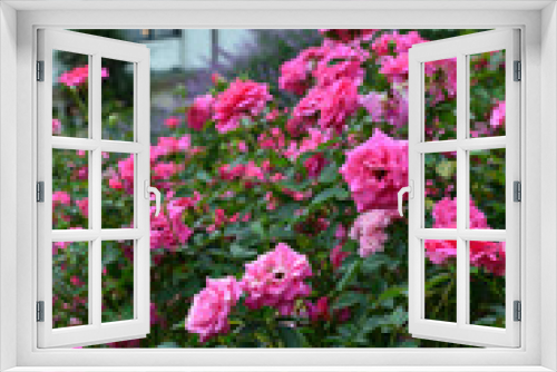 Fototapeta Naklejka Na Ścianę Okno 3D - Yokohama flower garden