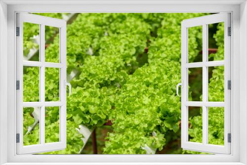 Fototapeta Naklejka Na Ścianę Okno 3D - Organic farm with agriculture vegetable hydroponic. organic vegetable is business agriculture growing