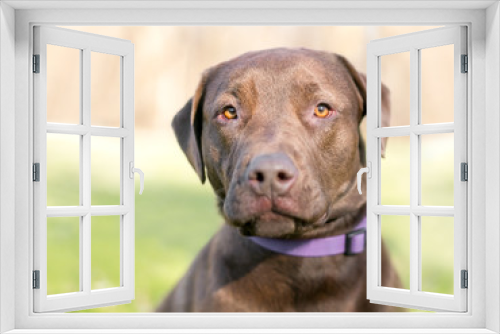 Fototapeta Naklejka Na Ścianę Okno 3D - A Chocolate Labrador Retriever dog with an apprehensive expression