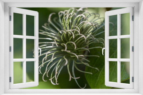 Fototapeta Naklejka Na Ścianę Okno 3D - Clematis flower after shedding petals
