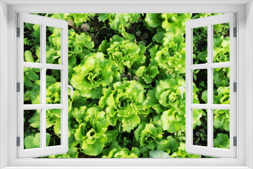 Fototapeta Naklejka Na Ścianę Okno 3D - lettuce plant in field