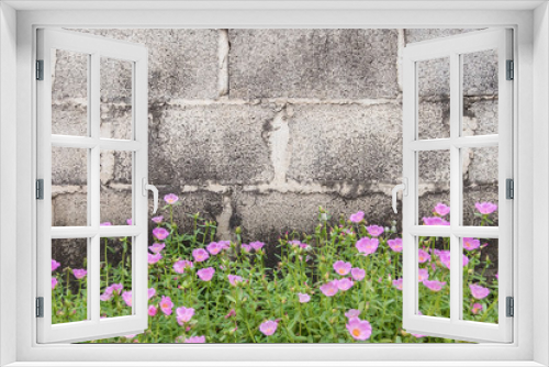 Fototapeta Naklejka Na Ścianę Okno 3D - Pink Common Purslane flower plant with concrete bricks wall background