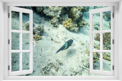 Fototapeta Naklejka Na Ścianę Okno 3D - tropical fish in coral reef