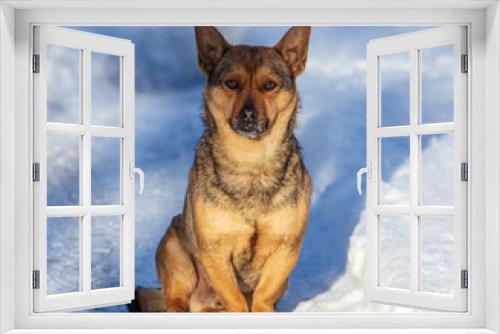 Fototapeta Naklejka Na Ścianę Okno 3D - Portrait of a dog on the snow in winter