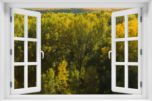 Fototapeta Naklejka Na Ścianę Okno 3D - Colorful autumn forest on september sunny day
