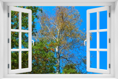 Fototapeta Naklejka Na Ścianę Okno 3D - Drzewo