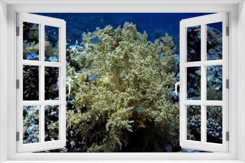 Fototapeta Naklejka Na Ścianę Okno 3D - Coral reefs of Red Sea, Sharm el Sheikh, Egypt 