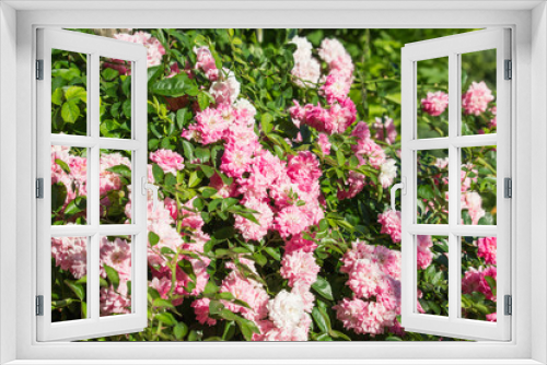 Fototapeta Naklejka Na Ścianę Okno 3D - Rosa gallica flower