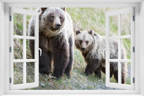 Fototapeta Naklejka Na Ścianę Okno 3D - Grizzly bear