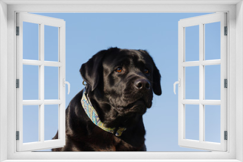 Fototapeta Naklejka Na Ścianę Okno 3D - Schwarzer Labrador Kopf Portrait gegen blauen Himmel