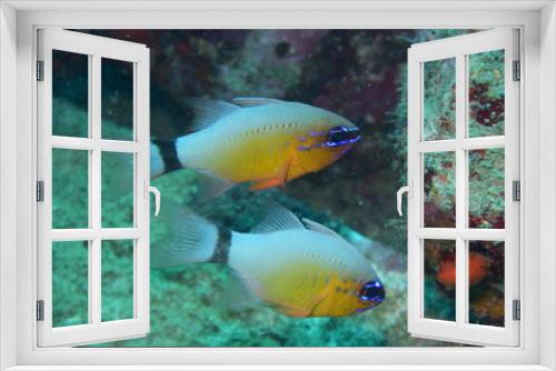 Fototapeta Naklejka Na Ścianę Okno 3D - アニラオ 17 青いマスカラの熱帯魚