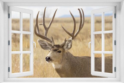 Fototapeta Naklejka Na Ścianę Okno 3D - Buck Deer with Antlers in Rocky Mountain Arsenal