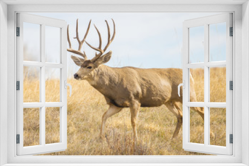 Fototapeta Naklejka Na Ścianę Okno 3D - Buck Deer with Antlers in Rocky Mountain Arsenal