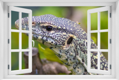 Fototapeta Naklejka Na Ścianę Okno 3D - Monitor Lizard