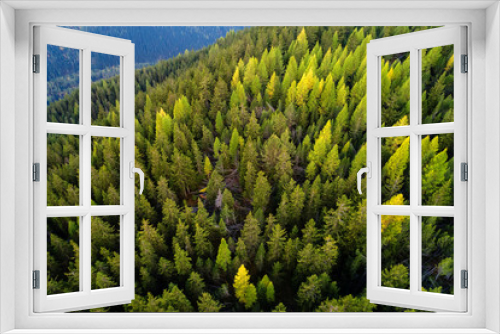 Fototapeta Naklejka Na Ścianę Okno 3D - Forest - Aerial view
