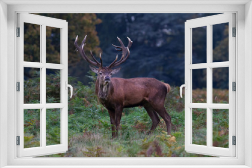 Fototapeta Naklejka Na Ścianę Okno 3D - An adult stag deer with full antlers  in profile but facing towards the camera in a woodland setting