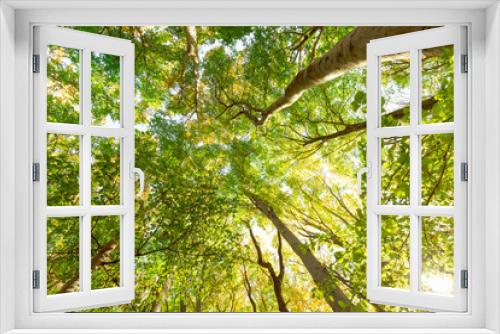 Fototapeta Naklejka Na Ścianę Okno 3D - Die Baumkronen im Laub Mischwald