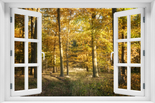 Fototapeta Naklejka Na Ścianę Okno 3D - autumn forest with colorful foliage, seasonal nature background
