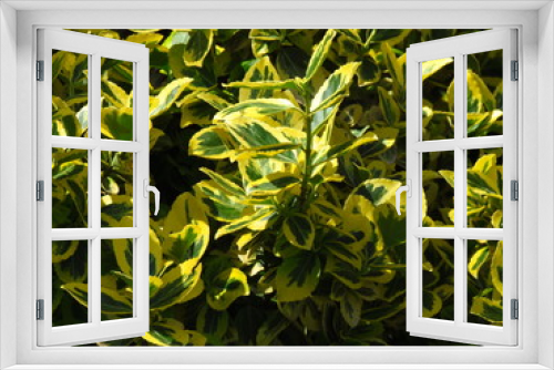 Fototapeta Naklejka Na Ścianę Okno 3D - Euonymus branch with green-yellow leaves, popular ornamental garden plant with multicolored leaves, photo texture