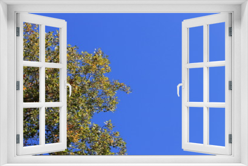 Fototapeta Naklejka Na Ścianę Okno 3D - Herbstlaub und blauer Himmel