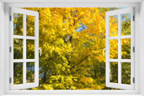 Fototapeta Naklejka Na Ścianę Okno 3D - Autumn landscape. Golden leaves on blue sky background