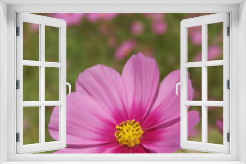 Fototapeta Naklejka Na Ścianę Okno 3D - Closeup of Pink Cosmos bipinnatus Flowers with Blurred Landscape Background