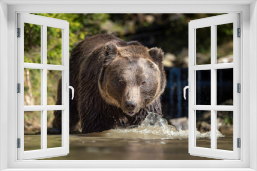 Fototapeta Naklejka Na Ścianę Okno 3D - Bear (Ursus arctos) in lake