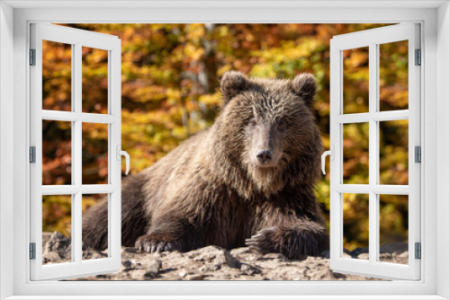 Fototapeta Naklejka Na Ścianę Okno 3D - Bear (Ursus arctos) in autumn forest