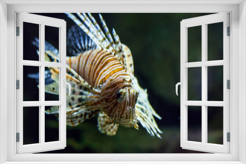 Fototapeta Naklejka Na Ścianę Okno 3D - beautiful colorful reef fish