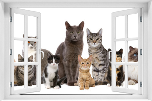 Fototapeta Naklejka Na Ścianę Okno 3D - ten cats in a row