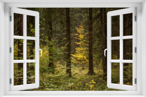 Fototapeta Naklejka Na Ścianę Okno 3D - pure clean ecological forest 