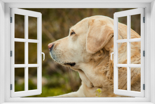 Fototapeta Naklejka Na Ścianę Okno 3D - A beautiful sleeping Labrador on grass outdoor