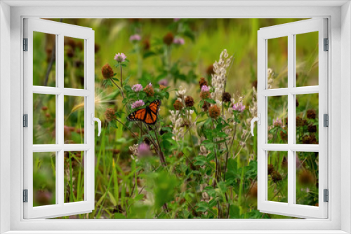 Fototapeta Naklejka Na Ścianę Okno 3D - Close-Up of a Butterfly and a Flower