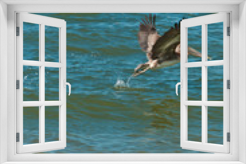 Fototapeta Naklejka Na Ścianę Okno 3D - Front view, medium distance  of a single brown pelican taking off the tropical waters of a beach on the gulf of Mexico, on a sunny, autumn, day