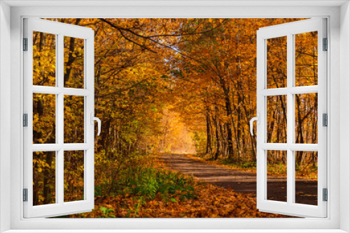 Fototapeta Naklejka Na Ścianę Okno 3D - Golden autumn 