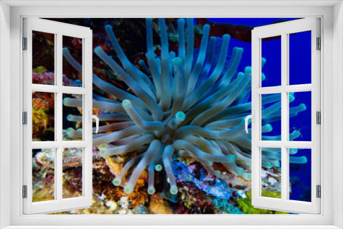 Fototapeta Naklejka Na Ścianę Okno 3D - sea aneome