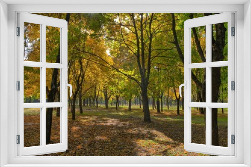 Fototapeta Naklejka Na Ścianę Okno 3D - Autumn in the forest